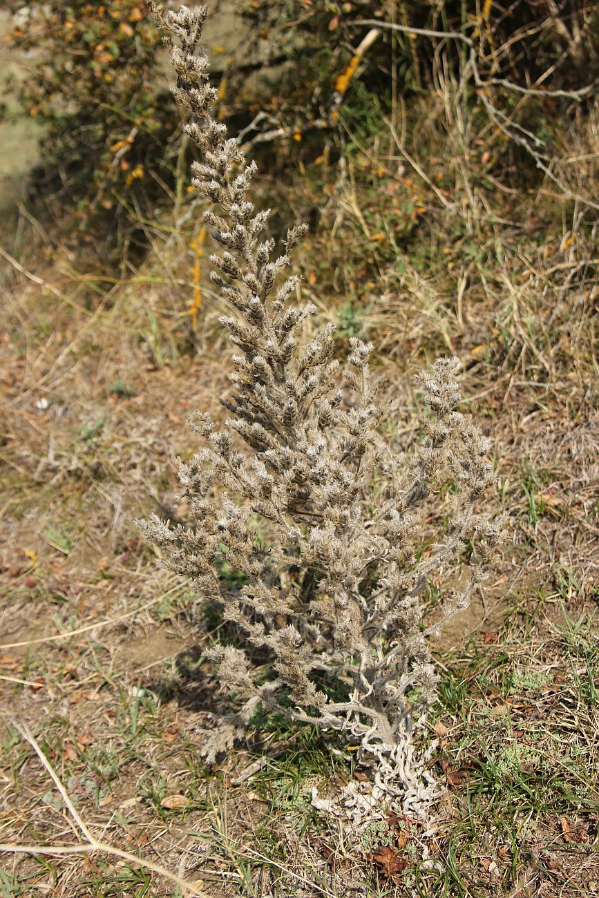 Image of Echium biebersteinii specimen.