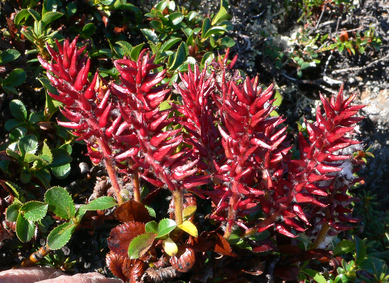 Image of genus Salix specimen.