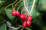 Viburnum opulus. Соплодие. Крым, пос. Партенит, в культуре. 20.09.2018.