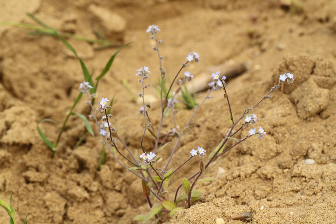 Изображение особи Myosotis ramosissima.