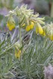 Onosma polyphylla