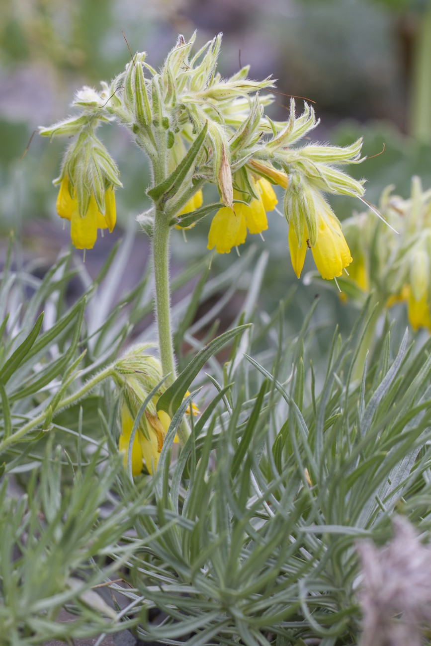 Image of Onosma polyphylla specimen.