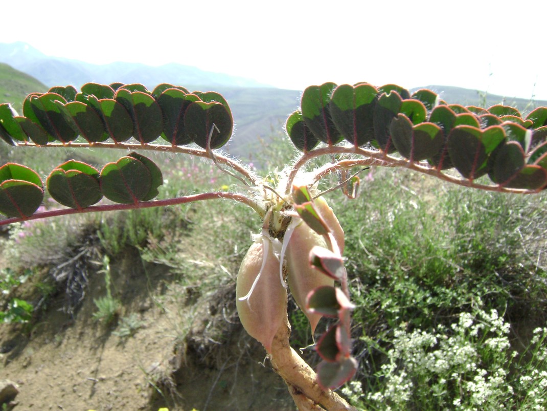 Image of Astragalus fabaceus specimen.