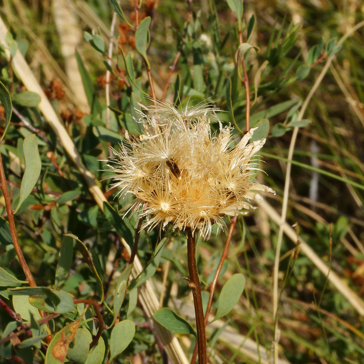 Image of genus Klasea specimen.