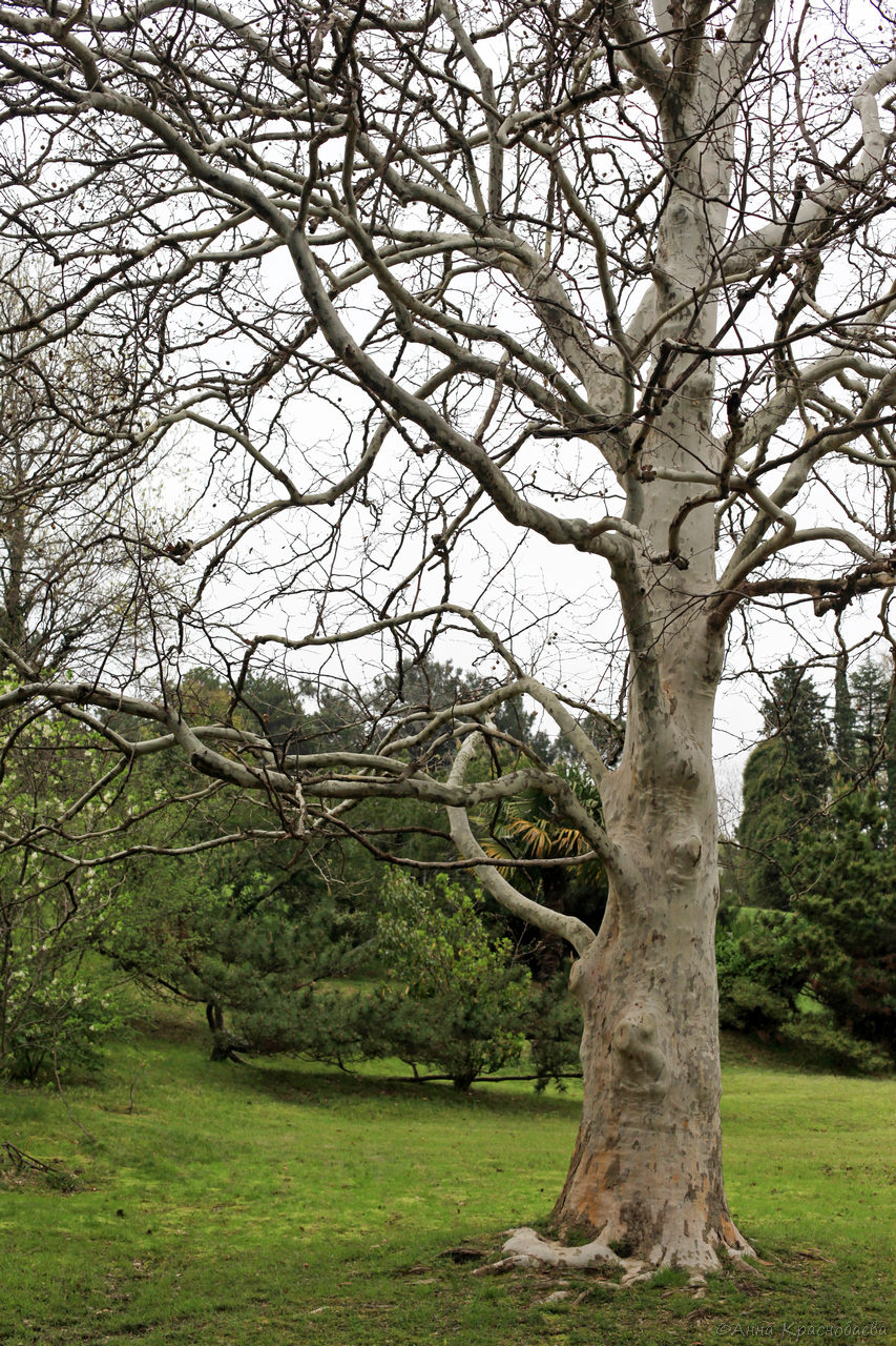 Изображение особи род Platanus.