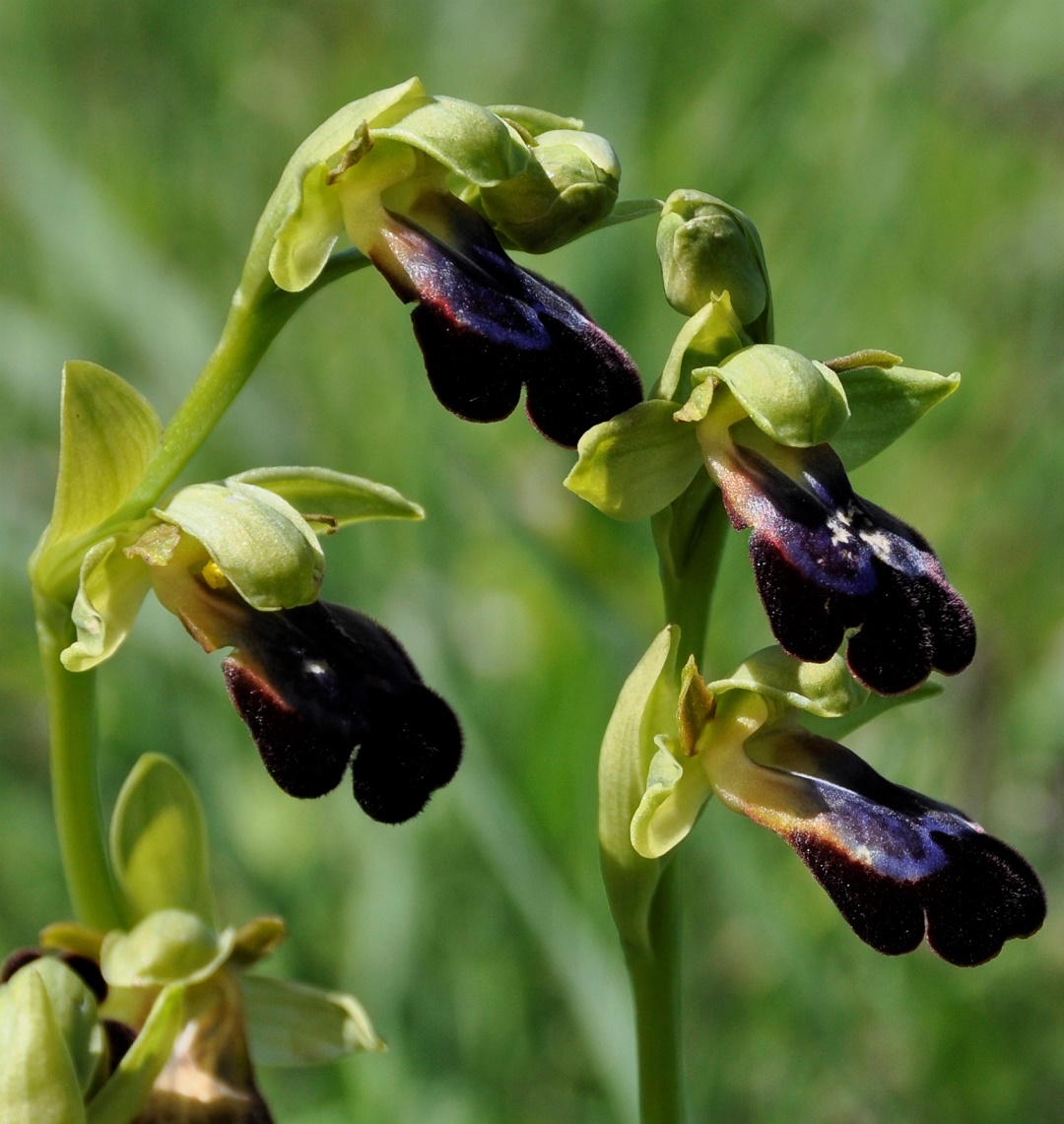 Image of Ophrys fusca ssp. iricolor specimen.