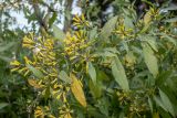 Cestrum parqui