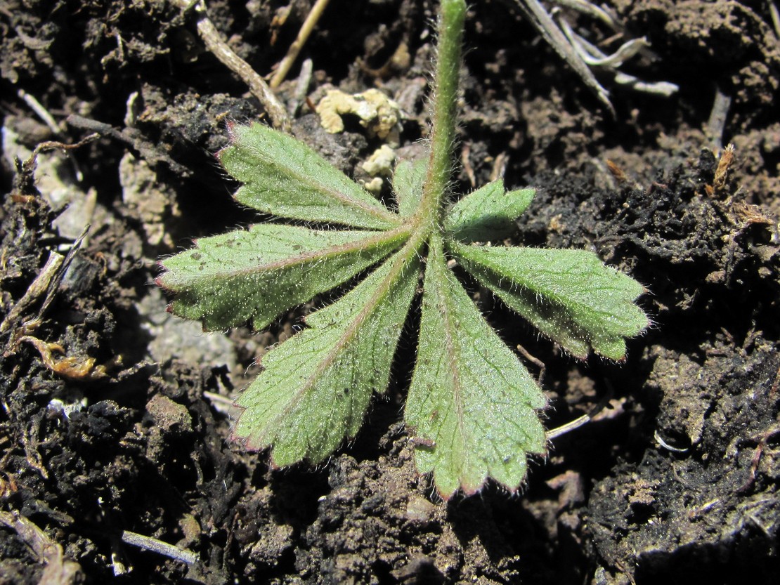 Image of Potentilla adenophylla specimen.