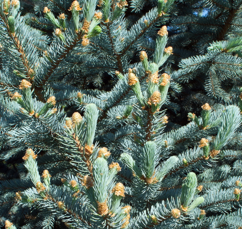 Image of Picea pungens f. glauca specimen.