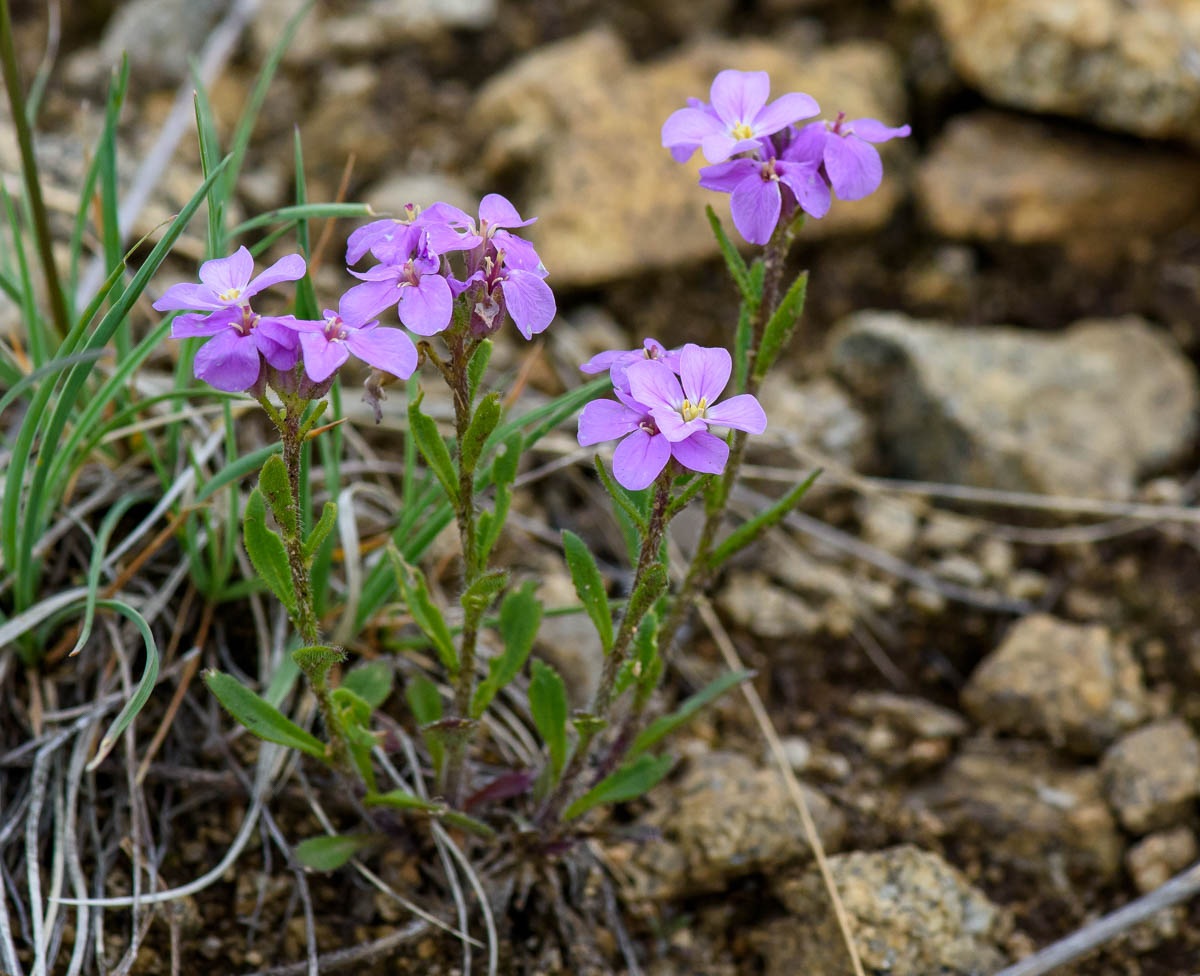 Image of Clausia aprica specimen.