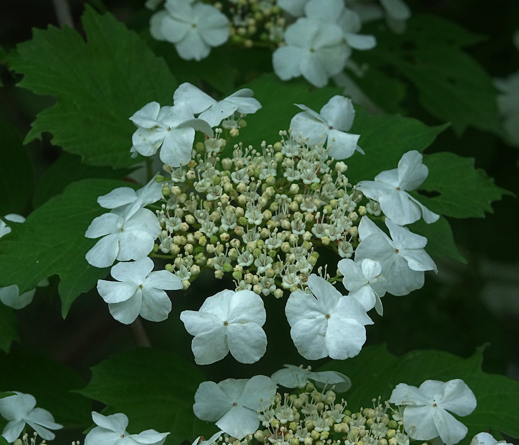 Image of Viburnum opulus specimen.