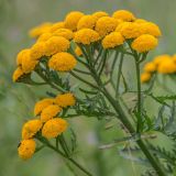 Tanacetum vulgare