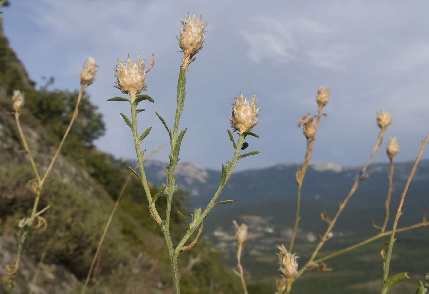 Image of Centaurea stankovii specimen.