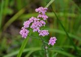 Achillea millefolium. Соцветие. Челябинская обл., Кыштымский гор. округ, гора Сугомак, ≈ 600 м н.у.м., луг на опушке смешанного леса. 04.08.2019.