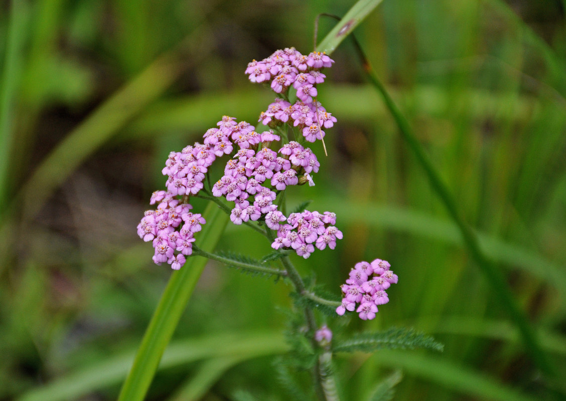 Изображение особи Achillea millefolium.