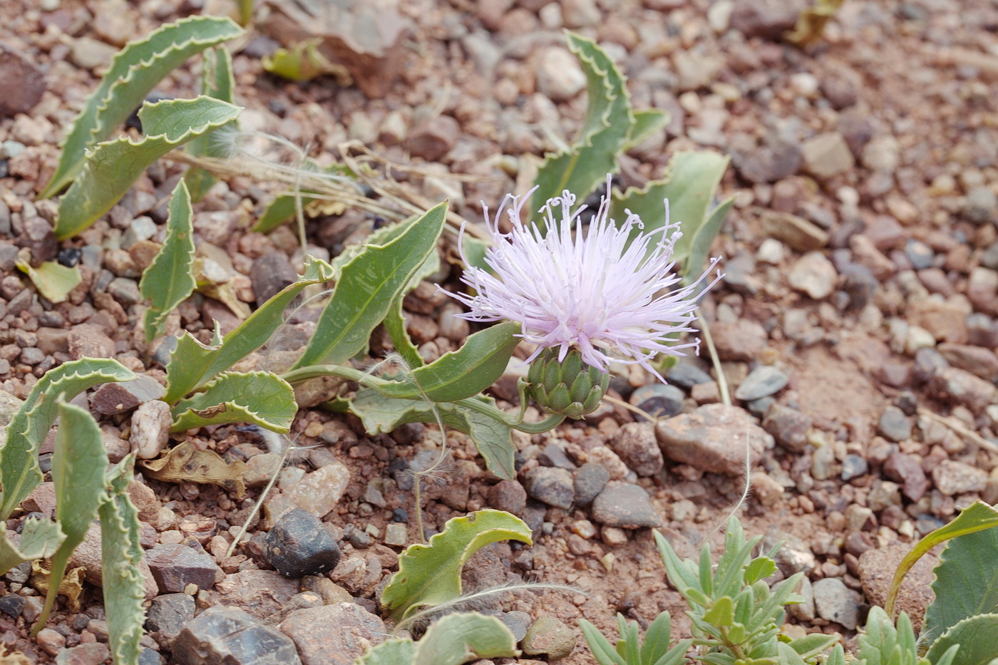 Image of Klasea procumbens specimen.