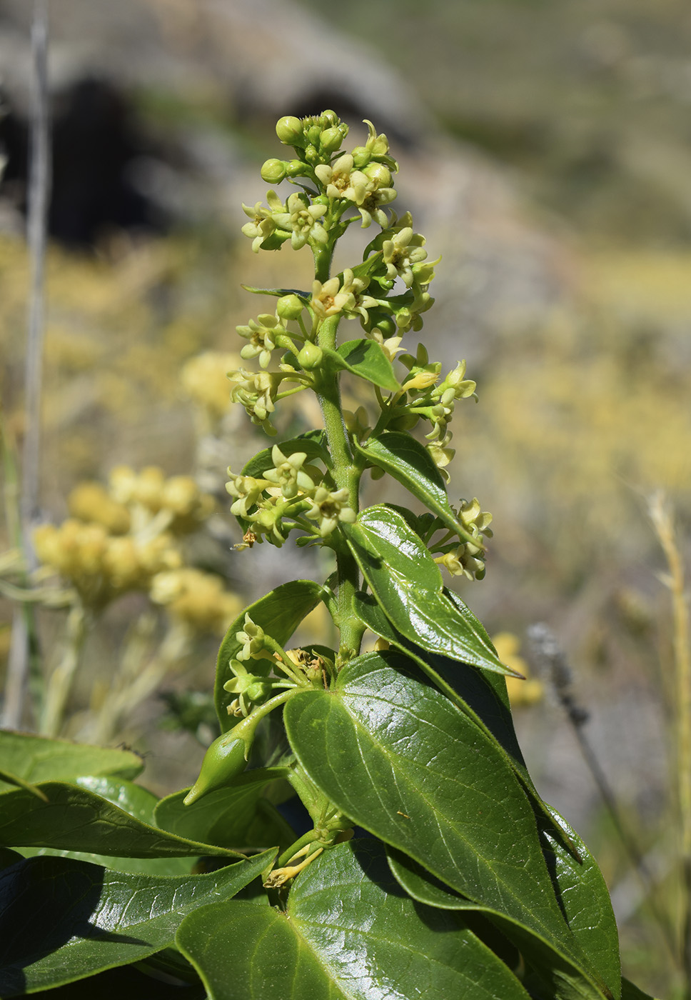 Image of Vincetoxicum hirundinaria ssp. lusitanicum specimen.