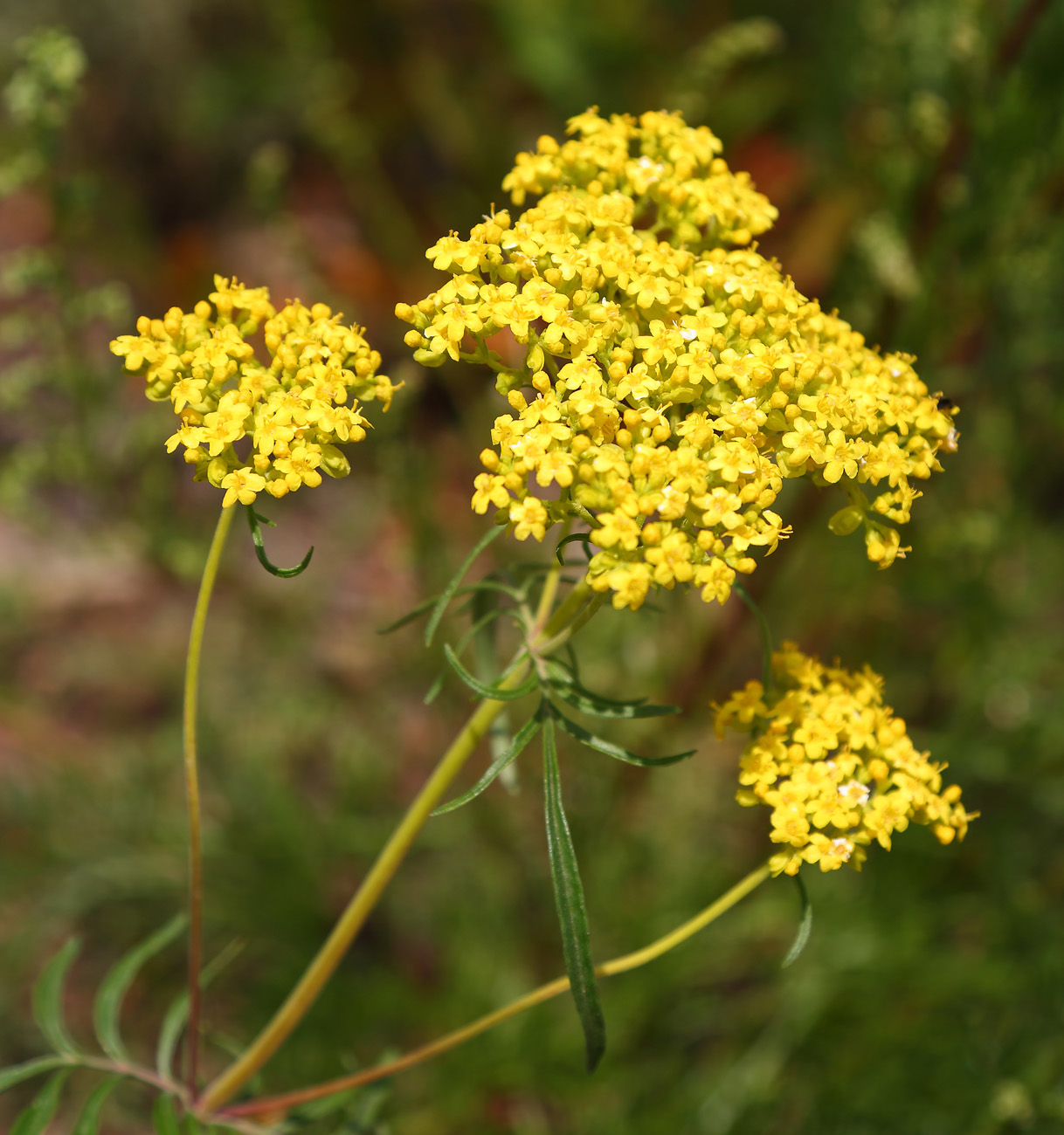 Изображение особи Patrinia rupestris.