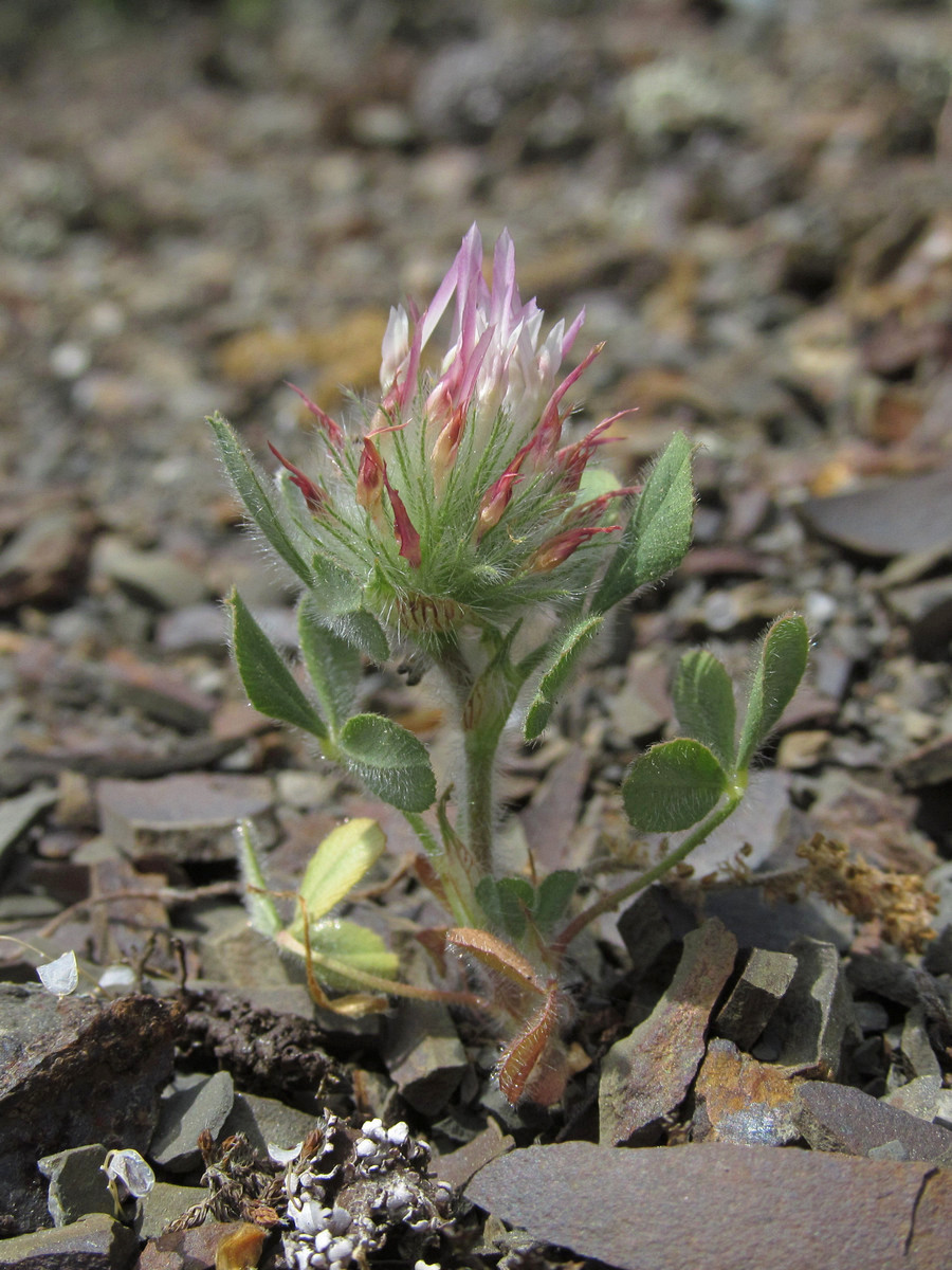 Image of Trifolium hirtum specimen.