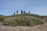 Puya chilensis