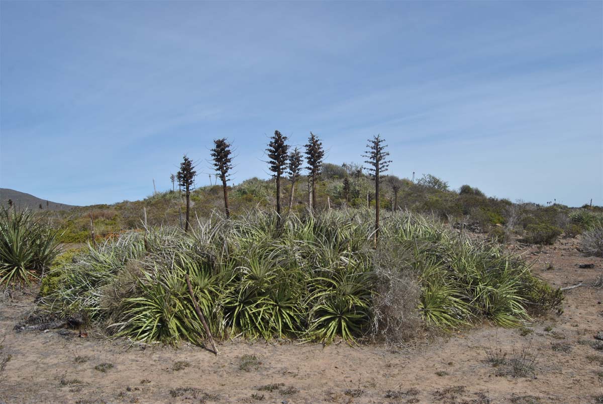 Изображение особи Puya chilensis.