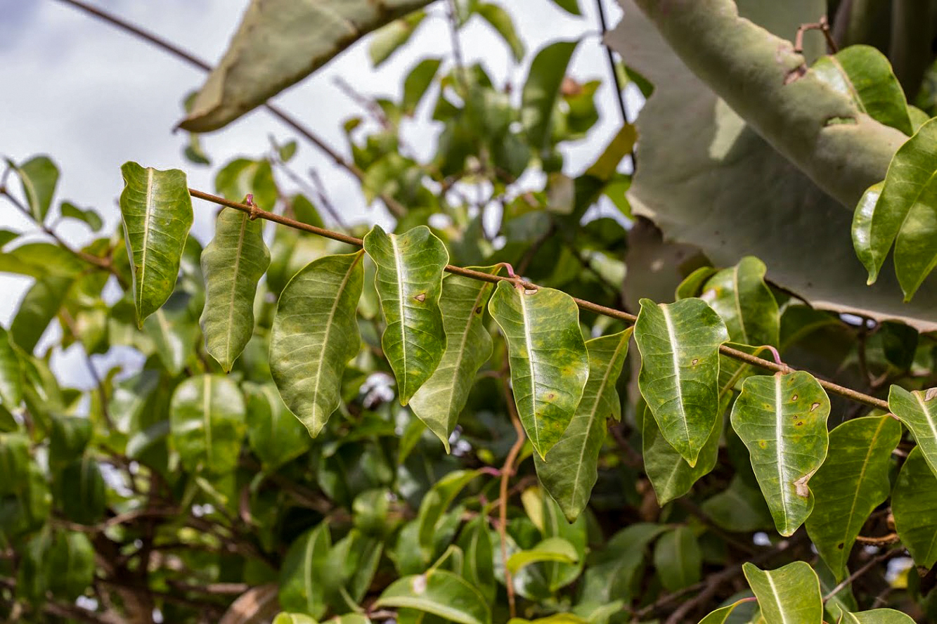 Image of Cryptostegia madagascariensis specimen.