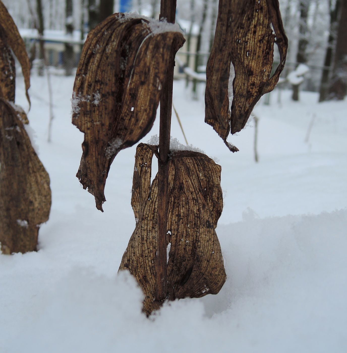 Image of Epipactis helleborine specimen.