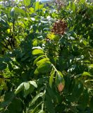 Rhus coriaria