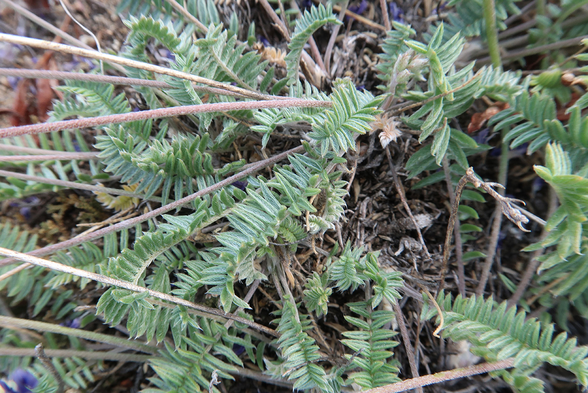 Изображение особи Oxytropis coerulea.