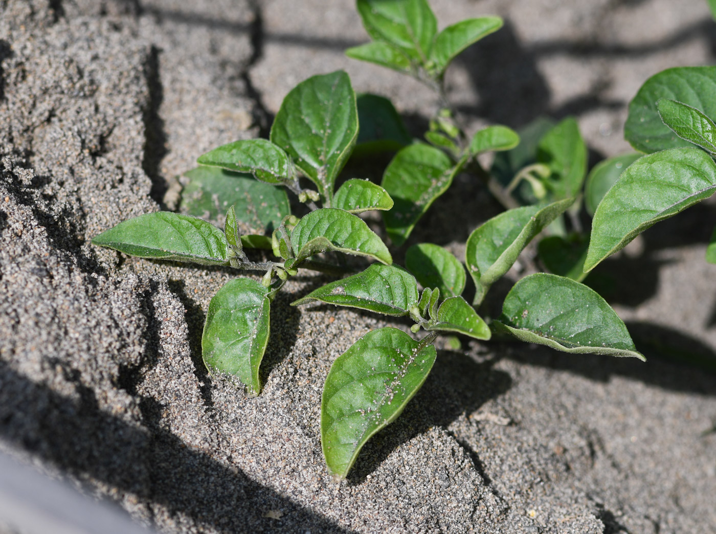 Изображение особи род Solanum.