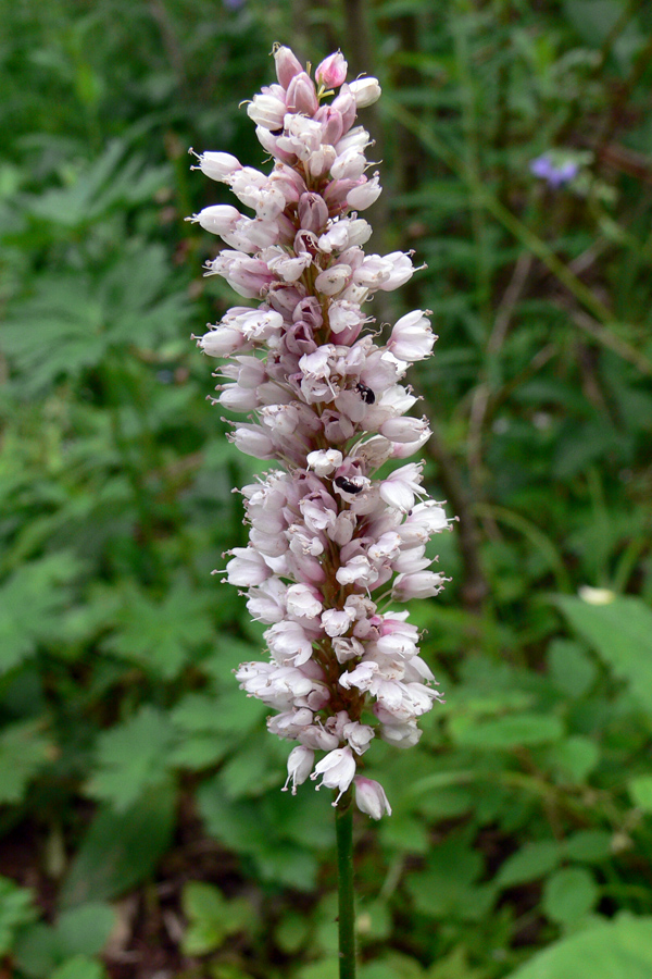 Image of Bistorta officinalis specimen.