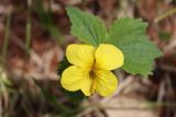 Viola uniflora