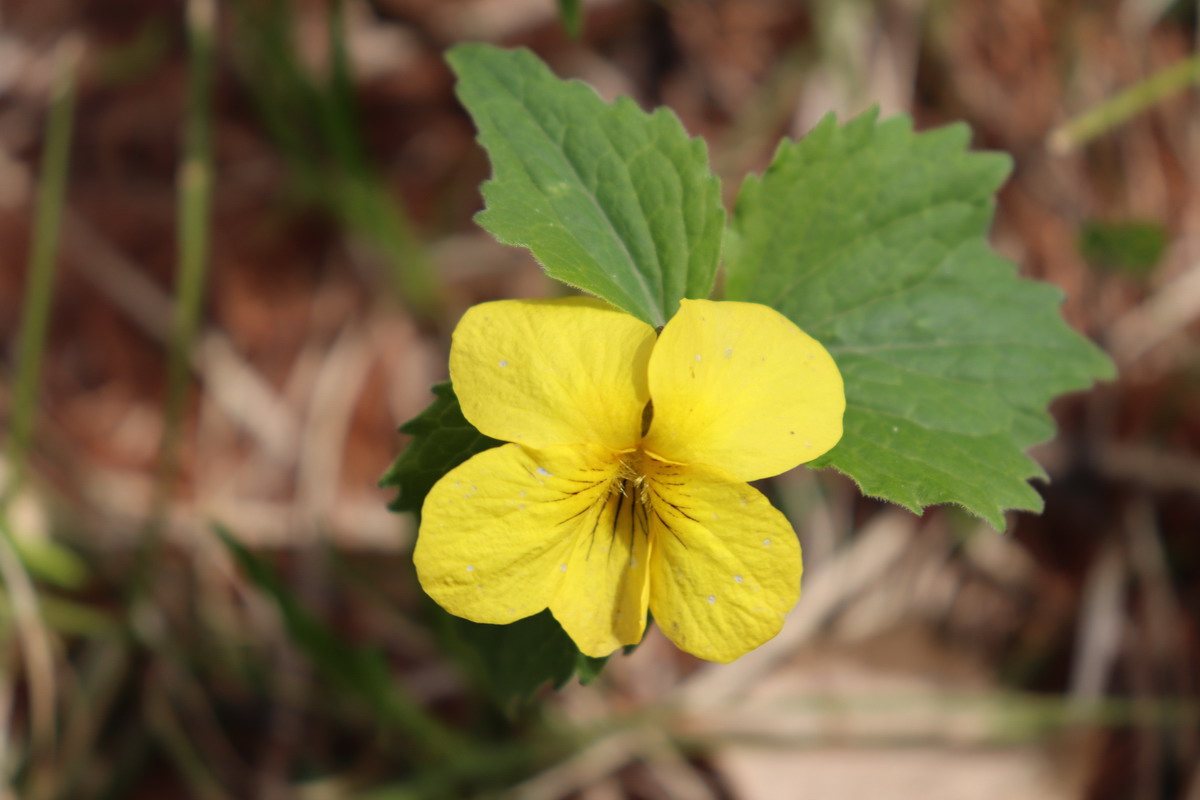 Image of Viola uniflora specimen.