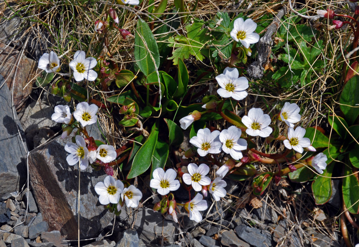 Image of Claytonia joanneana specimen.