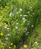 Cardamine tenera