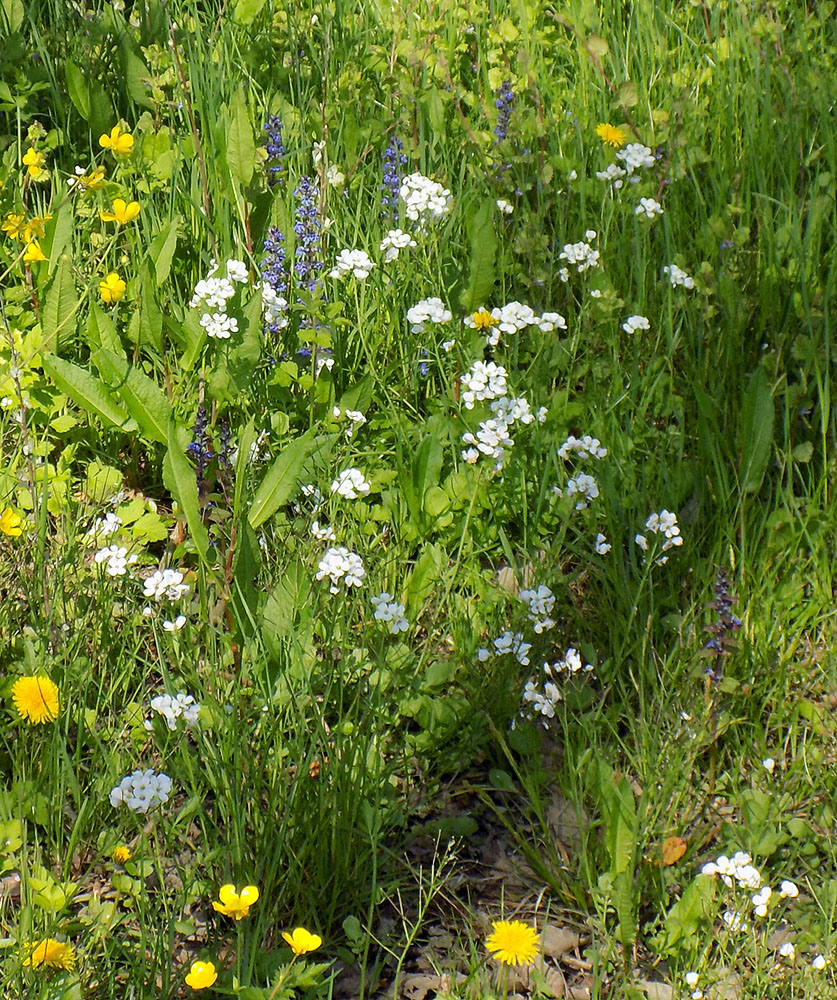 Изображение особи Cardamine tenera.