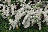 Spiraea × cinerea. Верхушки ветвей с соцветиями. Новгородская обл., Старая Русса, курортный парк, в культуре. 11.05.2019.