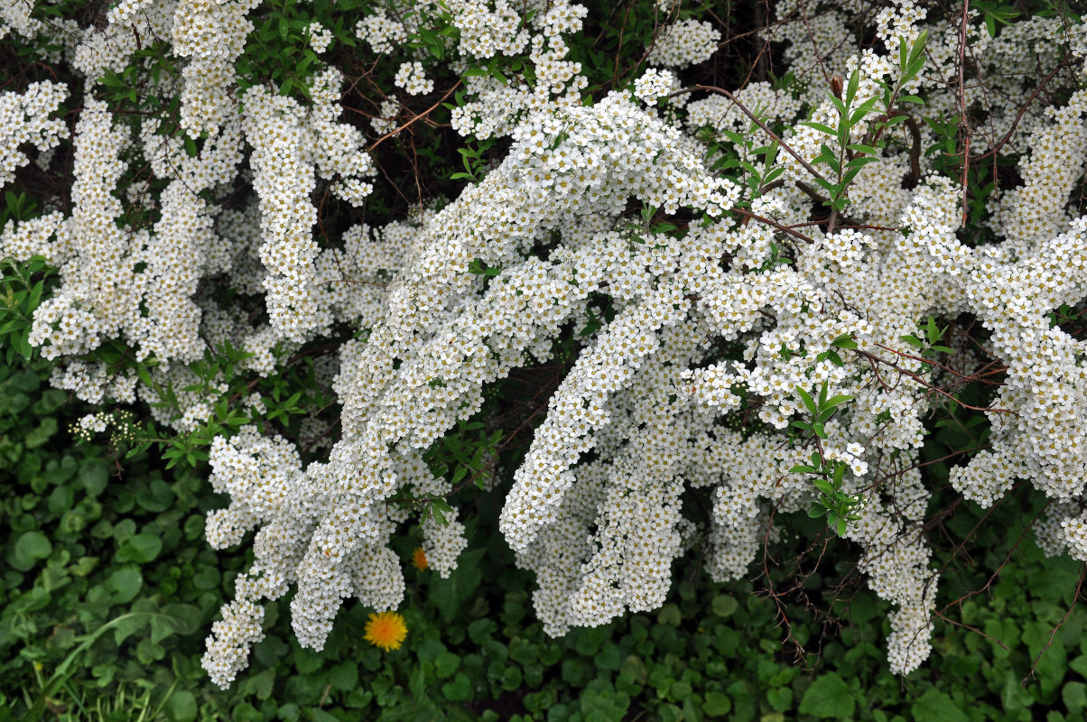 Image of Spiraea &times; cinerea specimen.