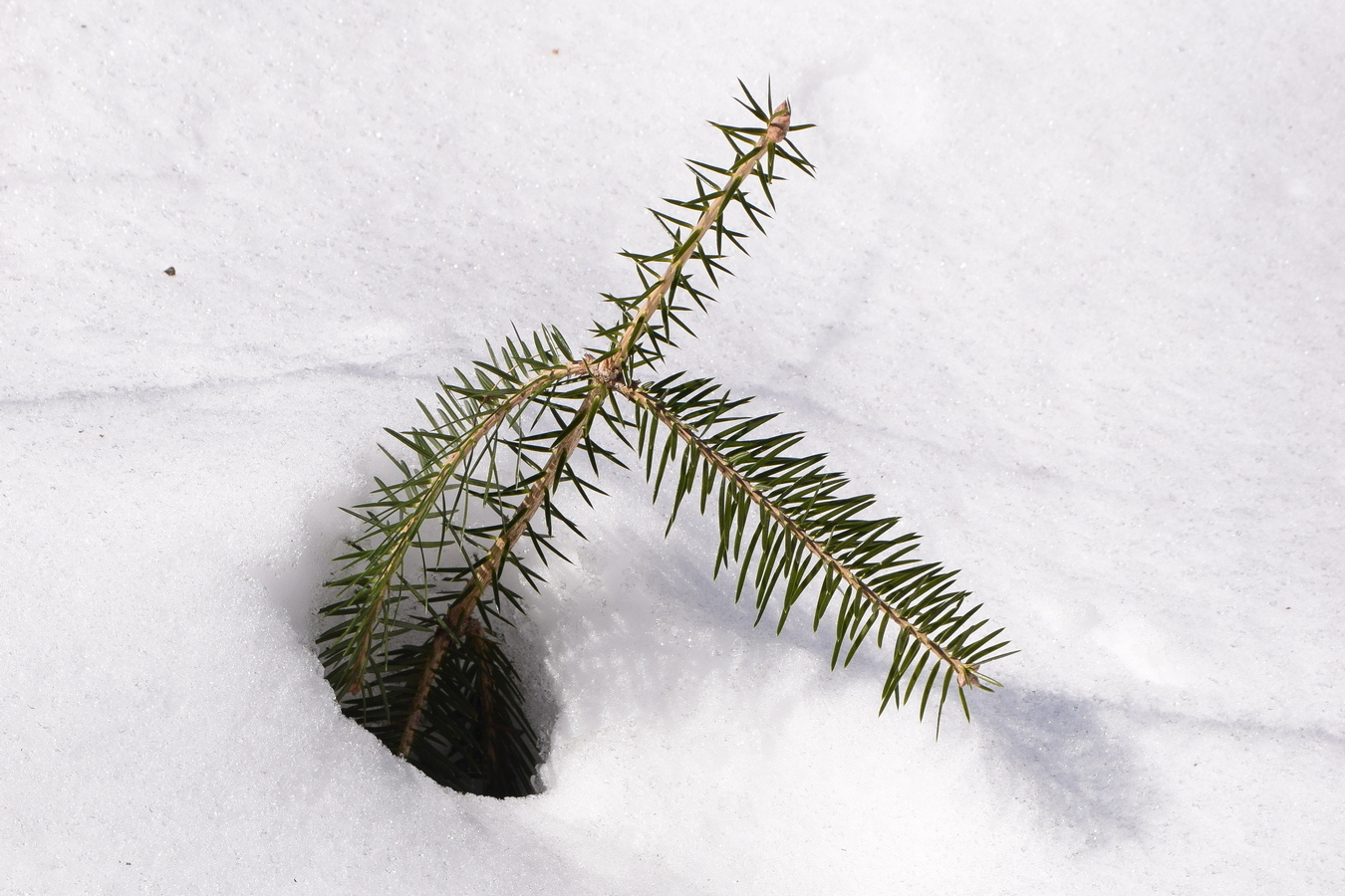 Image of Abies holophylla specimen.