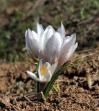 Crocus alatavicus