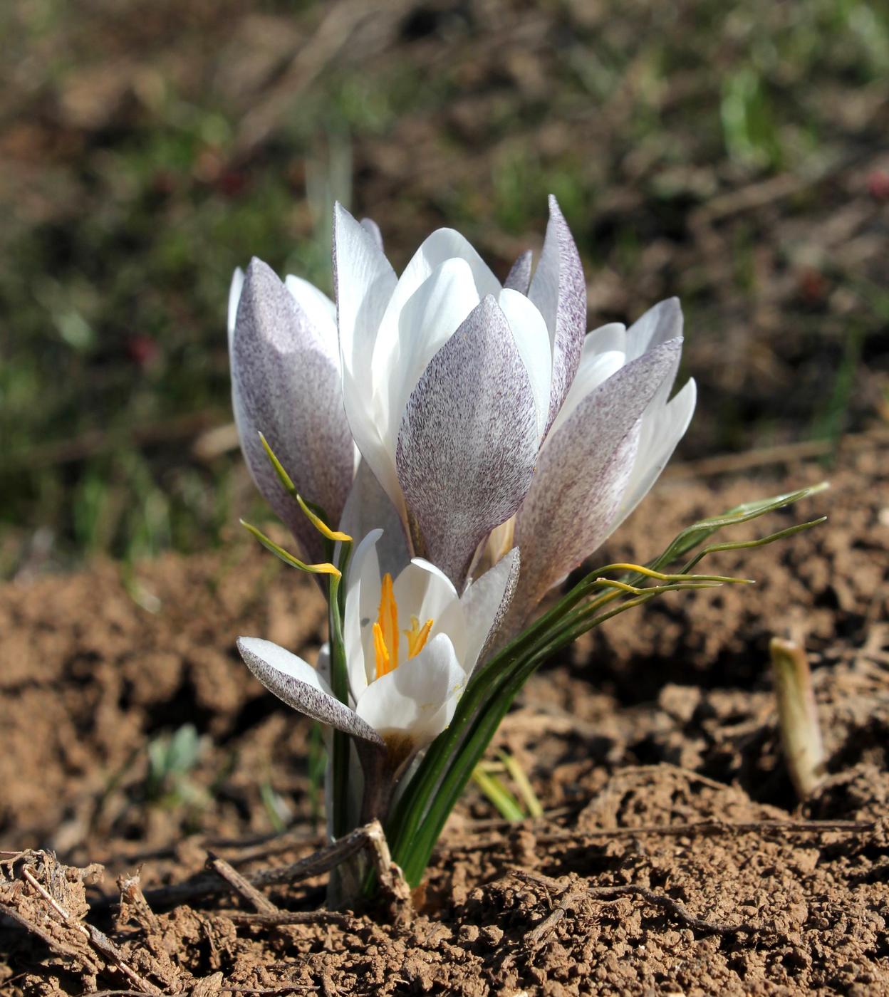 Image of Crocus alatavicus specimen.