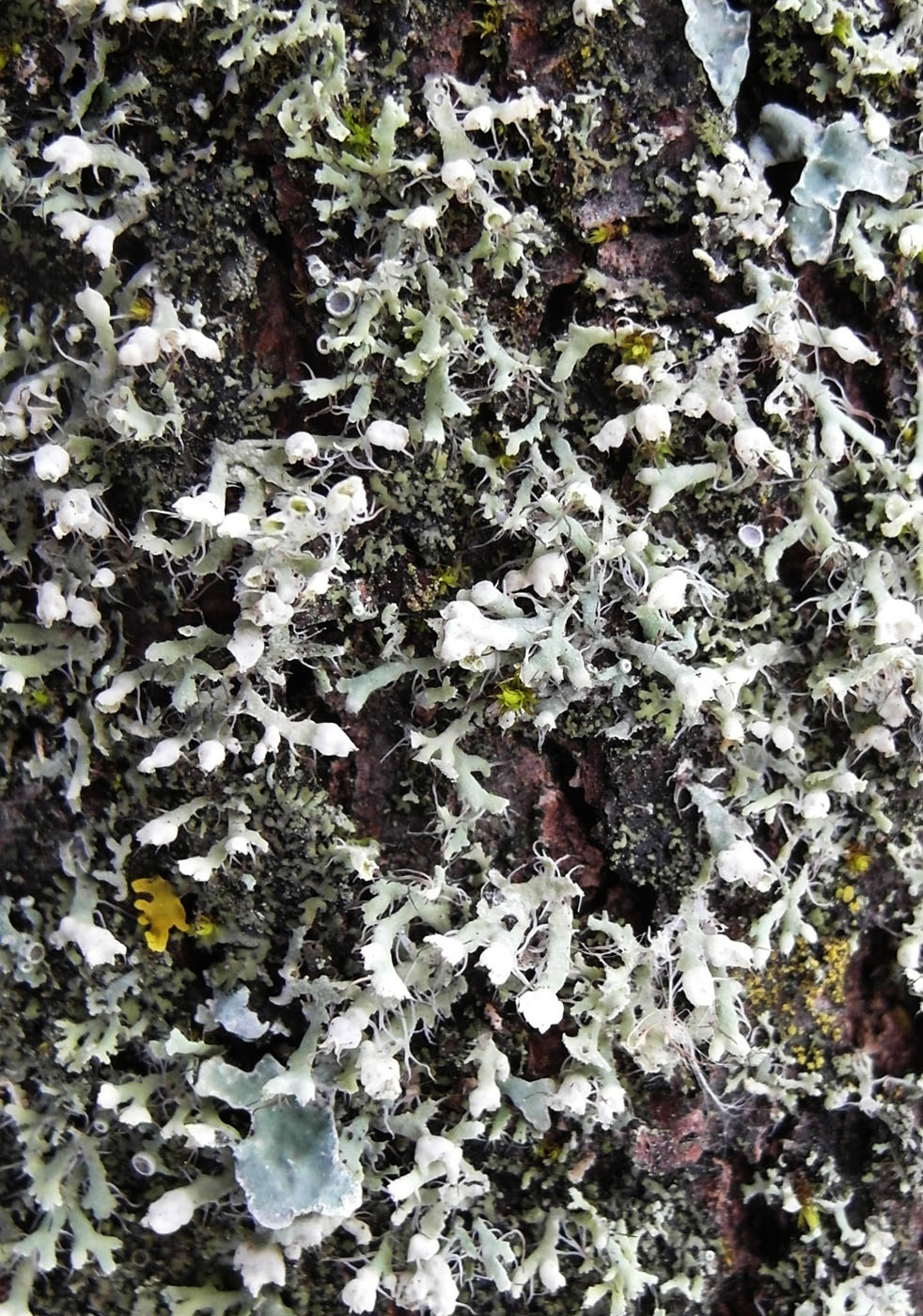 Image of Physcia adscendens specimen.