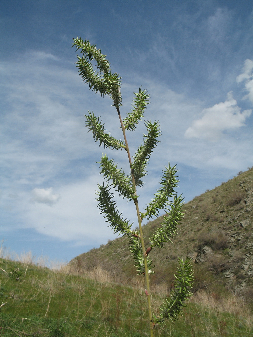 Image of genus Salix specimen.