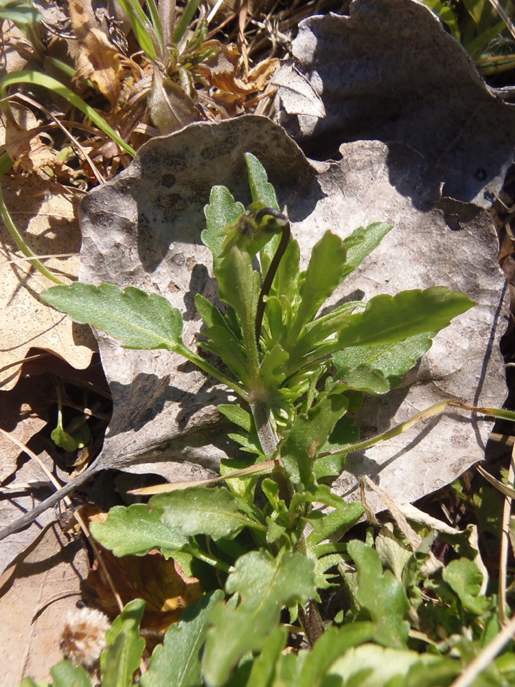 Image of Viola × contempta specimen.