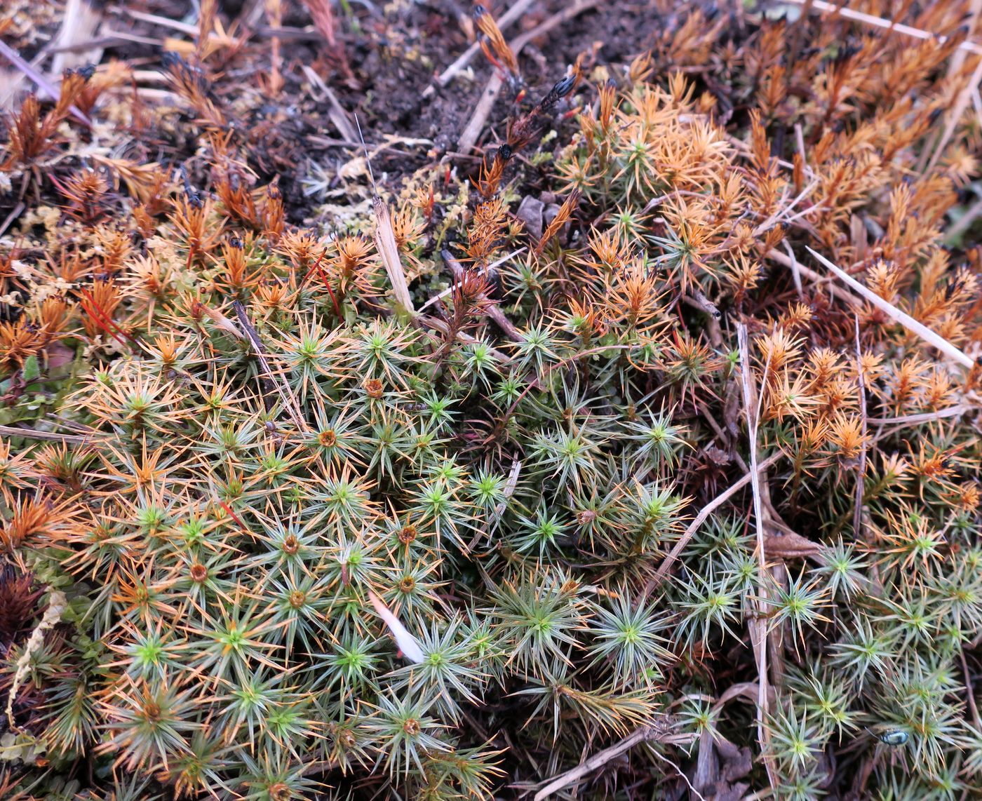 Image of Polytrichum juniperinum specimen.