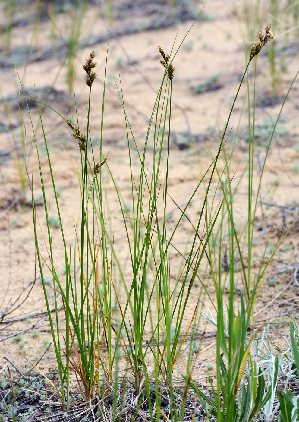 Image of Carex colchica specimen.