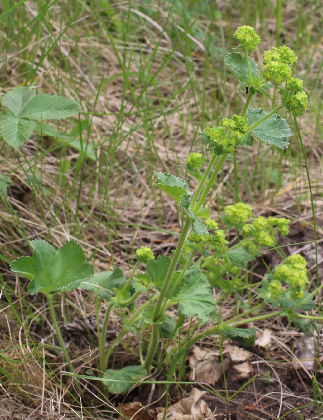 Изображение особи Alchemilla monticola.