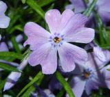 Phlox subulata