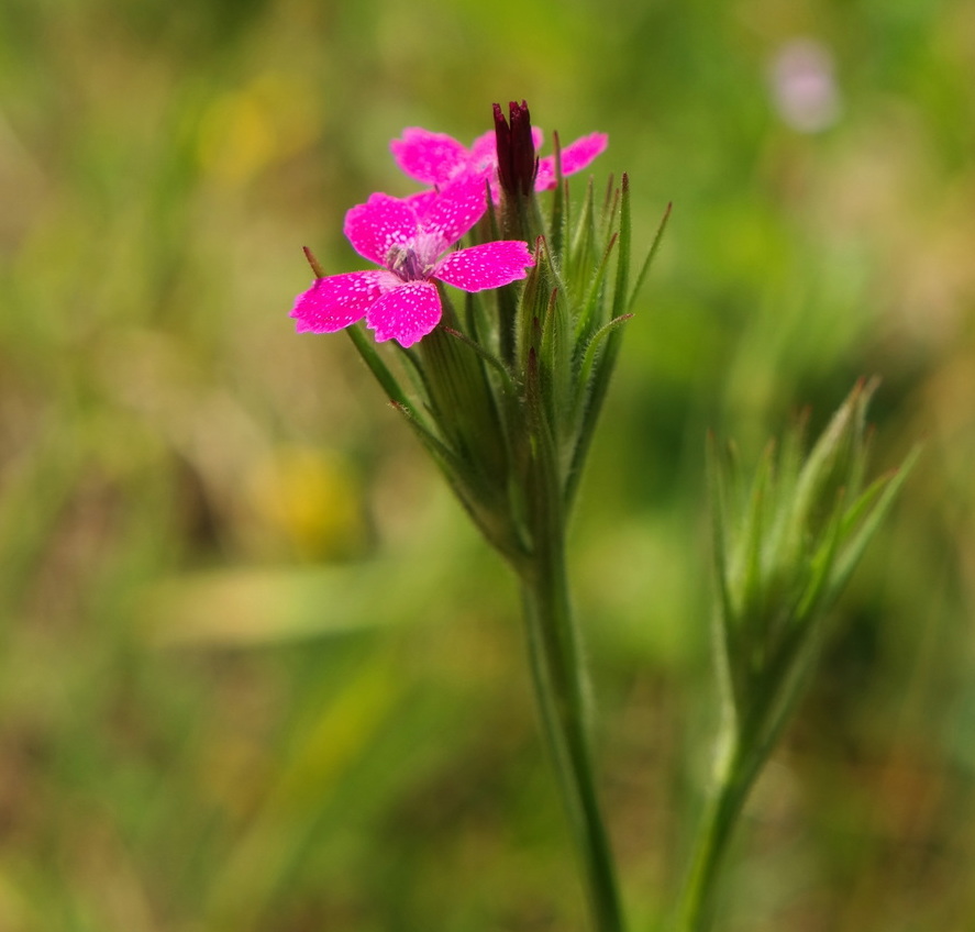 Изображение особи Dianthus armeria.