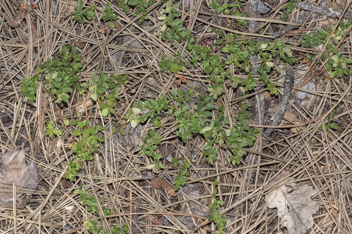 Image of Polygala supina specimen.